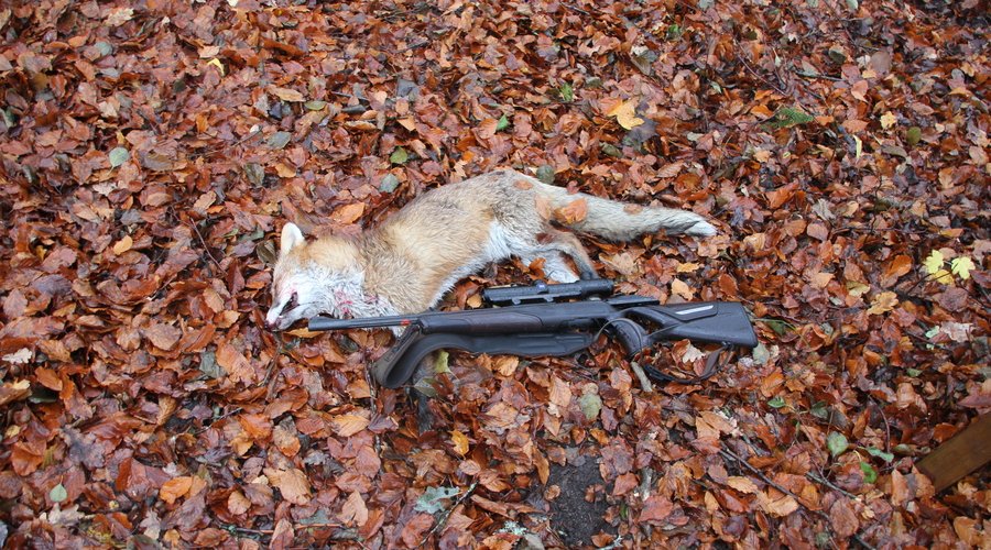 Die BLASER R8 Professional Success im User-Test Die BLASER R8 Professional Success im User-Test