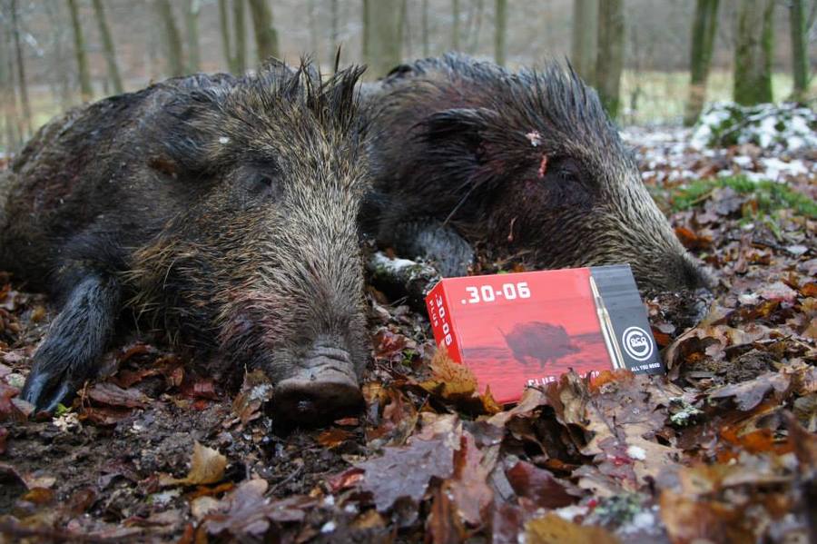 user-test: GECO Plus im User-Test