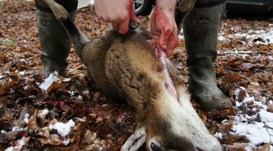 Das neue Verbundgeschoss GECO-Plus im Test