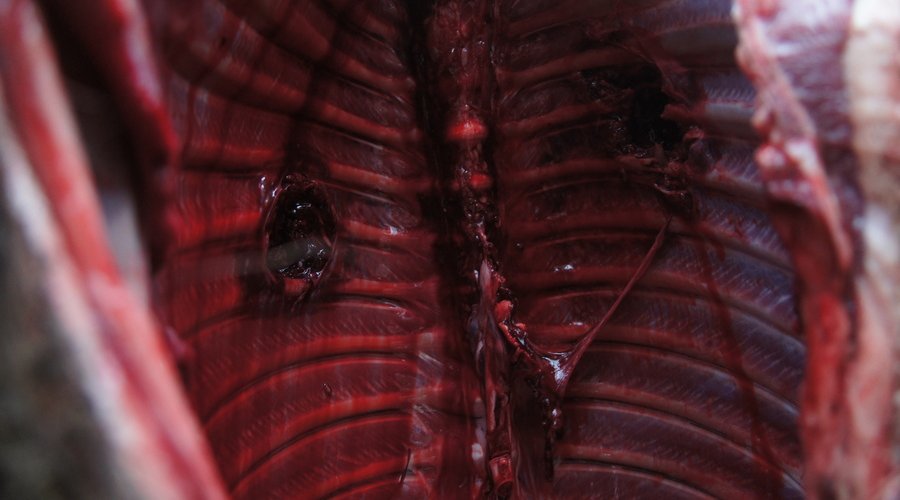 Das neue Verbundgeschoss GECO-Plus im Test