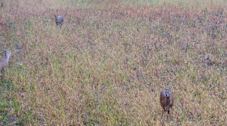 Muntjaks auf dem Feld