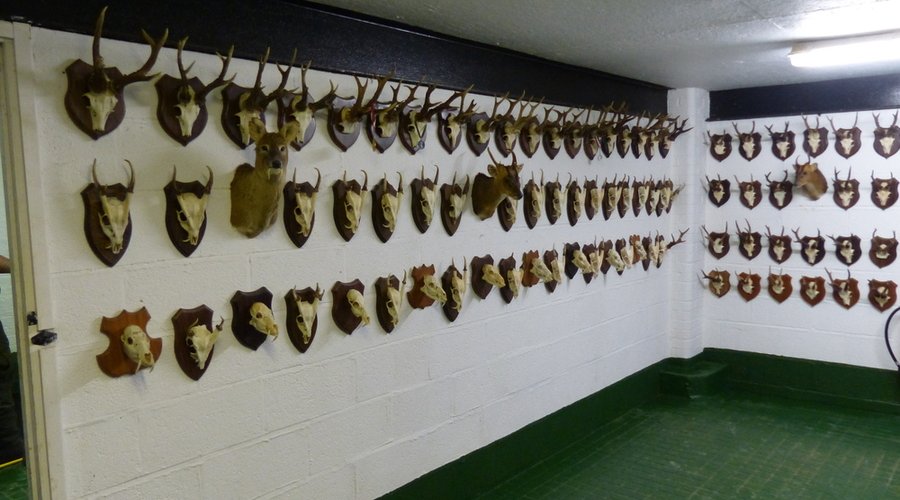 Jagd-Trophäen an der Wand aufgehängt