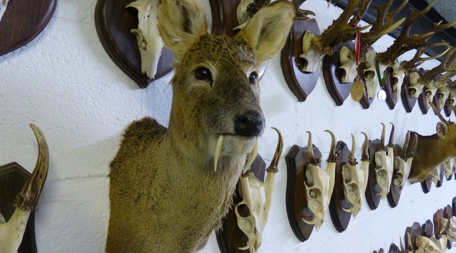 Trophäen aus England