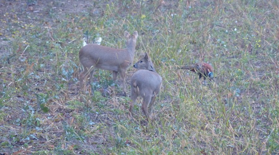 Wasserrehe auf der Flur