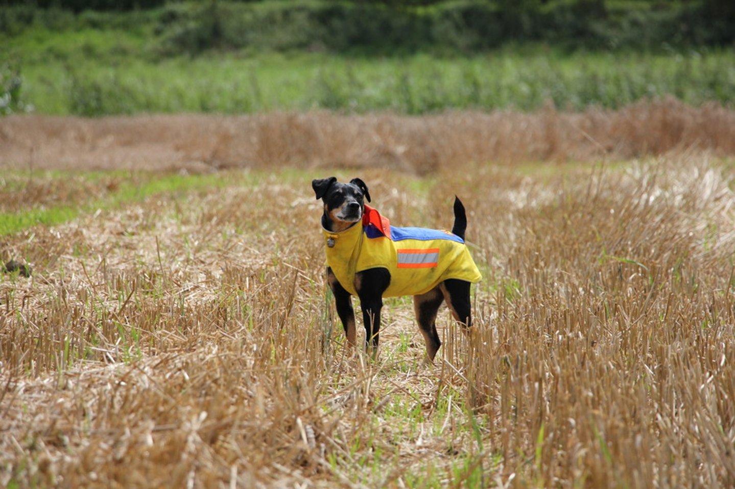 Jagdhund mit Mikut Hundeschutzweste