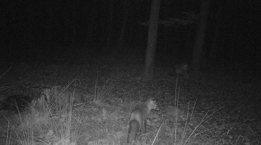 Die Wildkamera Minox DTC600 im User-Test Die Wildkamera Minox DTC600 im User-Test