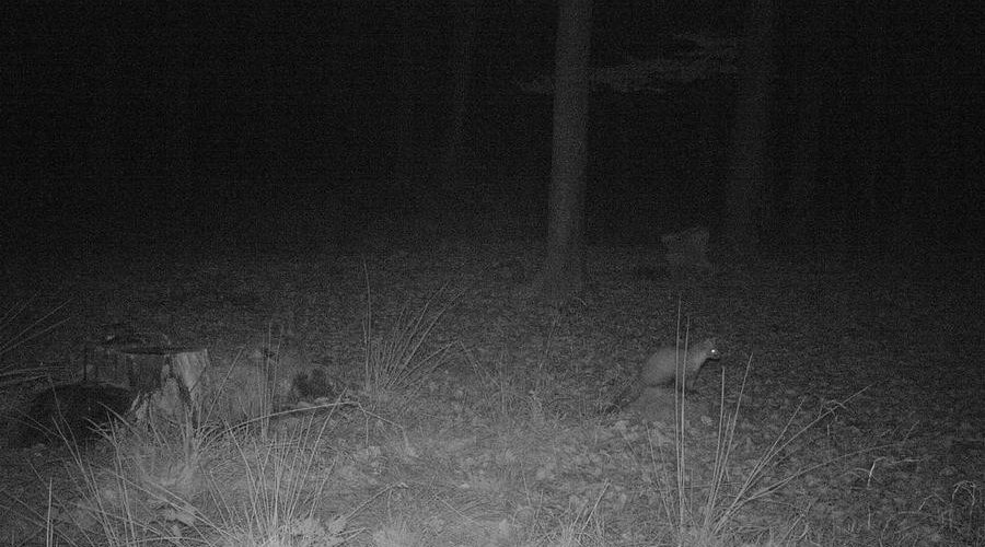 Die Wildkamera Minox DTC600 im User-Test Die Wildkamera Minox DTC600 im User-Test