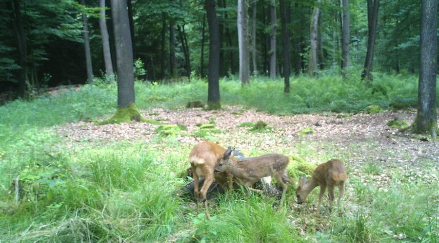 Die Wildkamera Minox DTC600 im User-Test Die Wildkamera Minox DTC600 im User-Test