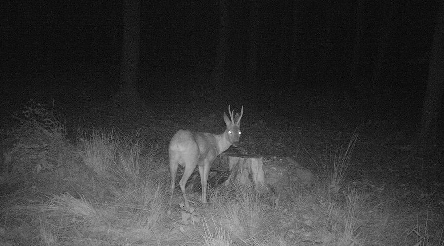 Die Wildkamera Minox DTC600 im User-Test Die Wildkamera Minox DTC600 im User-Test