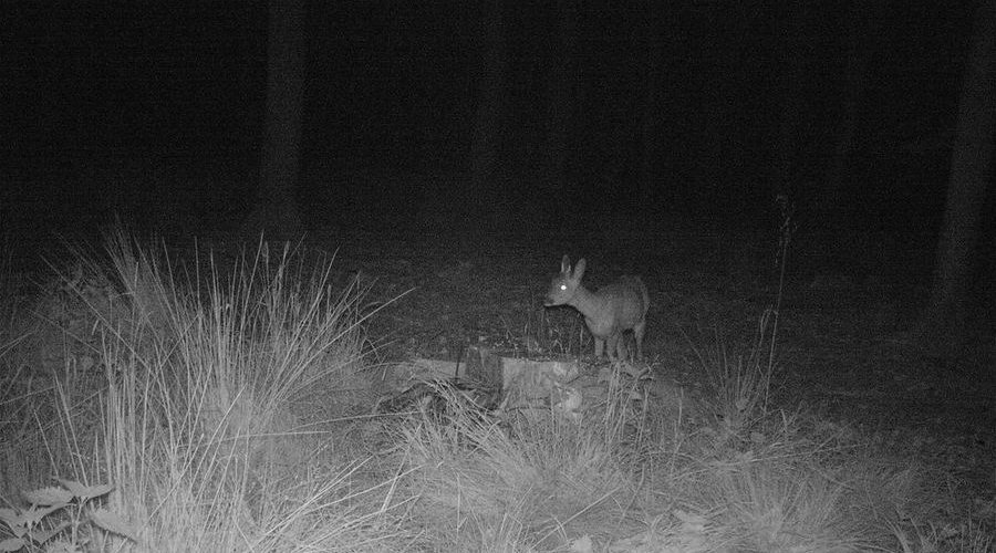 Die Wildkamera Minox DTC600 im User-Test Die Wildkamera Minox DTC600 im User-Test