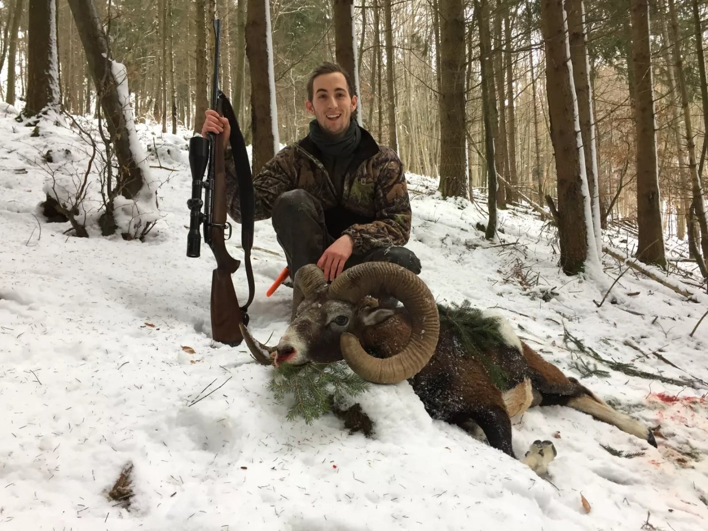 Muffelwild nach Treffer mit RWS ID CLASSIC Geschoss.