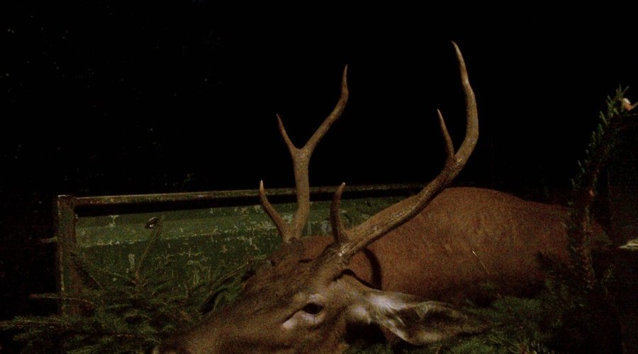 Die ausgewogenste Mittelpatrone von RWS: das RWS DK in 6,5x55