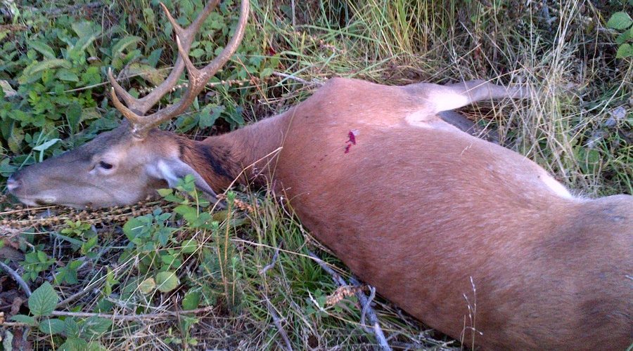 Die ausgewogenste Mittelpatrone von RWS: das RWS DK in 6,5x55