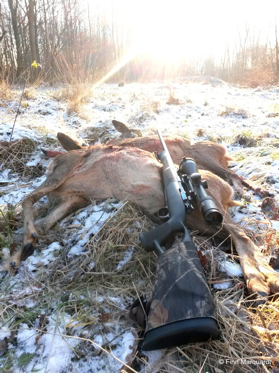 Erlegtes Wild mit Gewehr