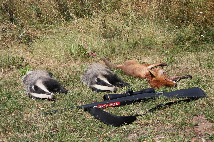 savage-arms: Savage Model 25 Walking Varminter 17 Hornet Jagdbüchse im User-Test