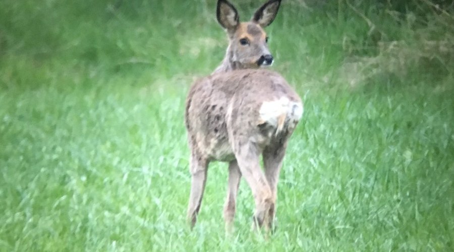 Swarovski BTX 30x85: neues Spektiv mit zwei Okularen im User-Test Per Digiscoping mit dem Swarovski BTX 30x85 fotografiertes Reh