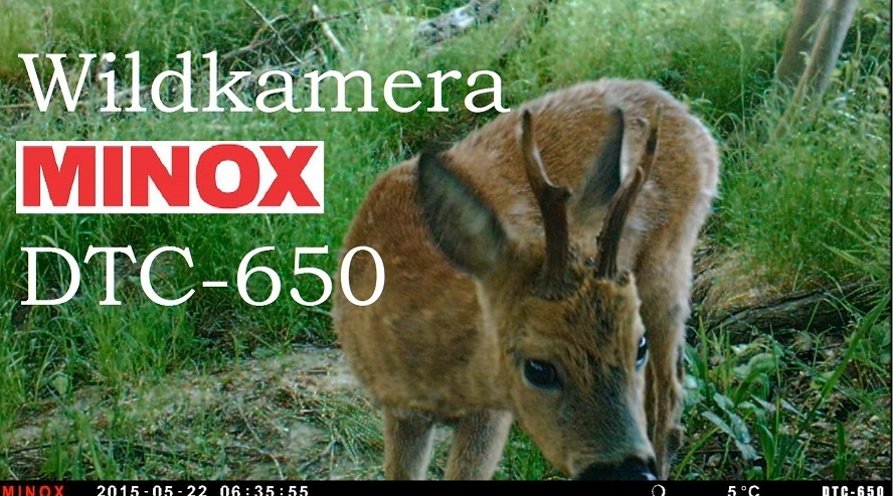 Wildkamera Minox DTC 650 im User-Test