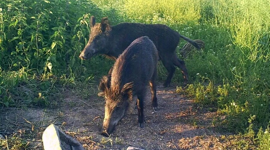 An der Kirrung zeigt sich das Schwarzwild gehäuft.