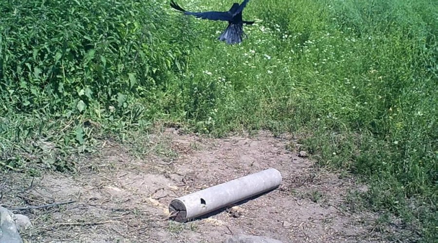Krähe im Flug aufgenommen mit der Wildkamera Minox DTC-700