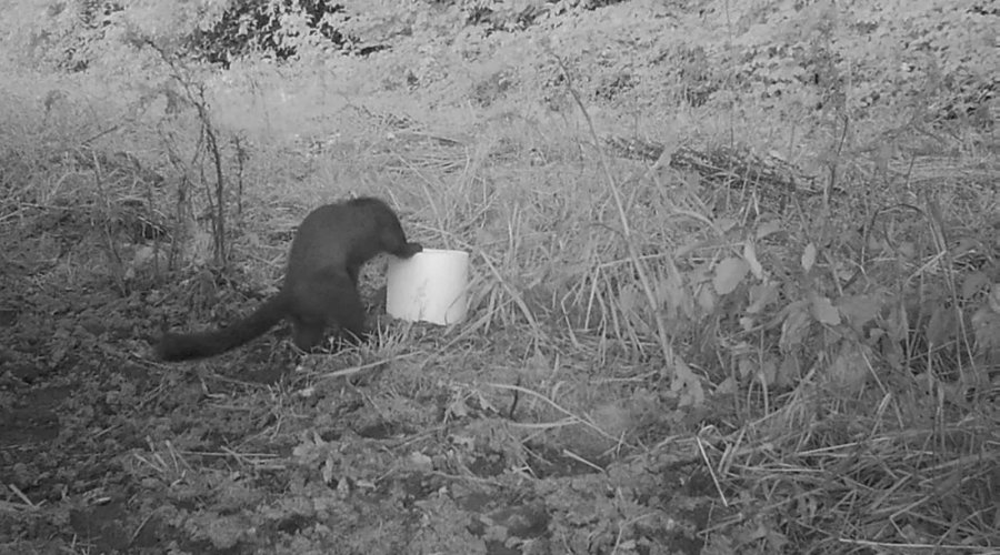 Wildkameras eignen sich auch für scheues Raubwild, wie Marder.