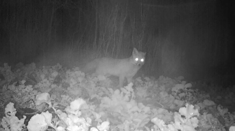 Nachtaufnahme eines Fuchses mit der MINOX DTC-700 Wildkamera