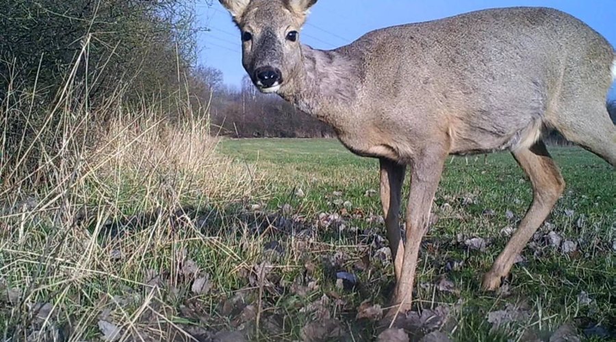 Ein Reh untersucht die Minox DTC-700 Wildkamera aus der Nähe.