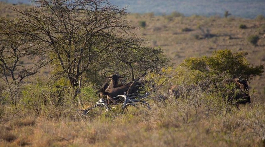 Auf der Jagd am Ostkap in Südafrika bei Frontier Safaris Auf der Jagd am Ostkap in Südafrika bei Frontier Safaris