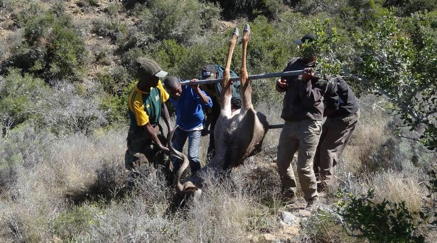 Auf der Jagd am Ostkap in Südafrika bei Frontier Safaris Auf der Jagd am Ostkap in Südafrika bei Frontier Safaris