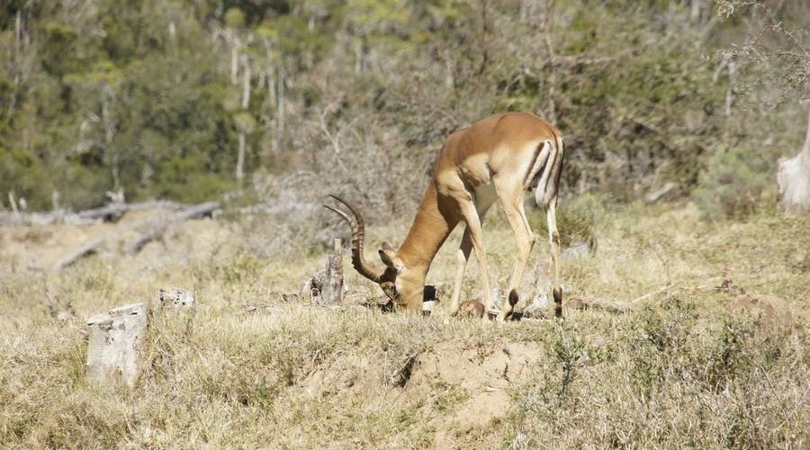Auf der Jagd am Ostkap in Südafrika bei Frontier Safaris Auf der Jagd am Ostkap in Südafrika bei Frontier Safaris