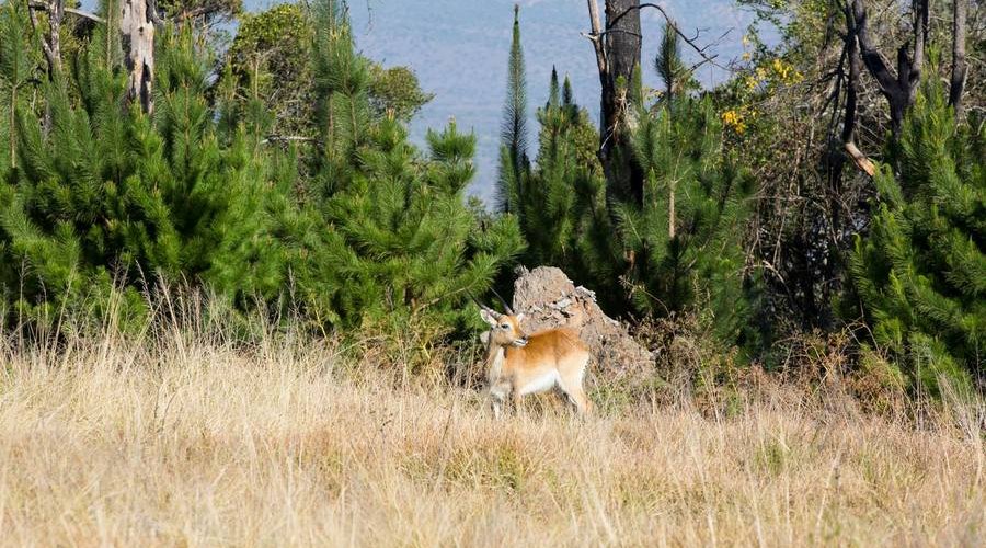 Auf der Jagd am Ostkap in Südafrika bei Frontier Safaris Auf der Jagd am Ostkap in Südafrika bei Frontier Safaris