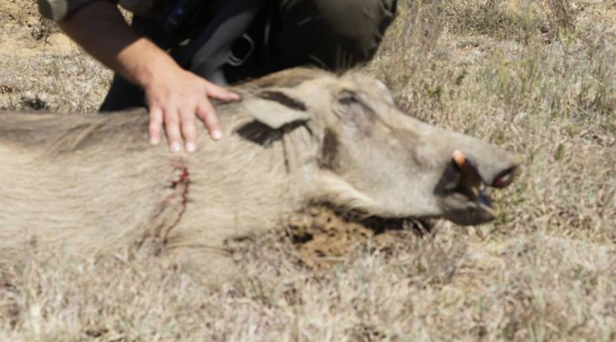 Auf der Jagd am Ostkap in Südafrika bei Frontier Safaris Auf der Jagd am Ostkap in Südafrika bei Frontier Safaris