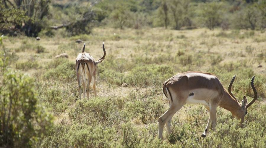 Auf der Jagd am Ostkap in Südafrika bei Frontier Safaris Auf der Jagd am Ostkap in Südafrika bei Frontier Safaris