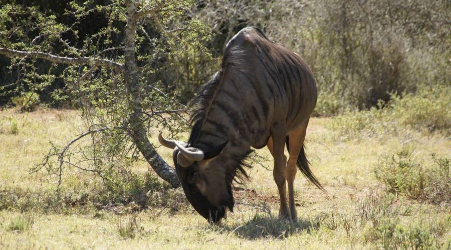 Auf der Jagd am Ostkap in Südafrika bei Frontier Safaris Auf der Jagd am Ostkap in Südafrika bei Frontier Safaris