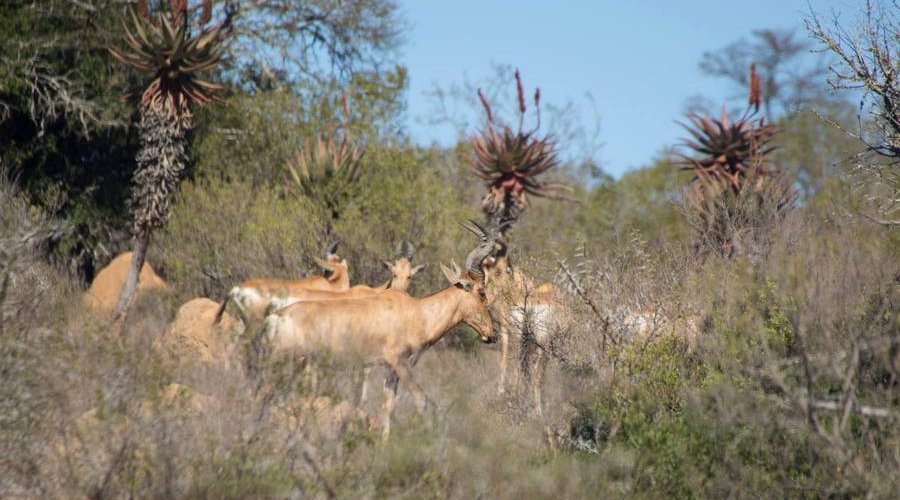 Auf der Jagd am Ostkap in Südafrika bei Frontier Safaris