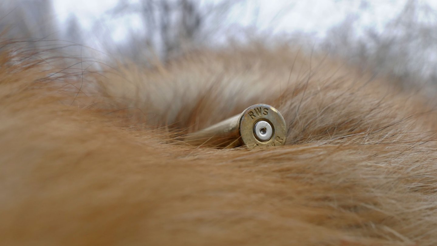 Ansitzjagd auf Füchse im Winter mit Tom von Jäger TV Balg eines Fuchses mit RWS Jagdmunition