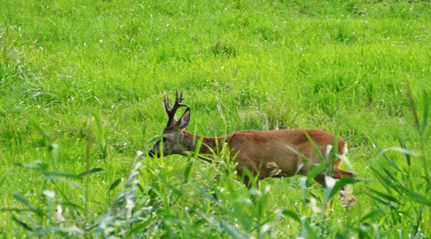 Die Blattzeit mit Tom von Jäger TV: Blattjagd im neuen Revier Rehbock wurde während der Blattzeit auf eine freie Wiese gelockt