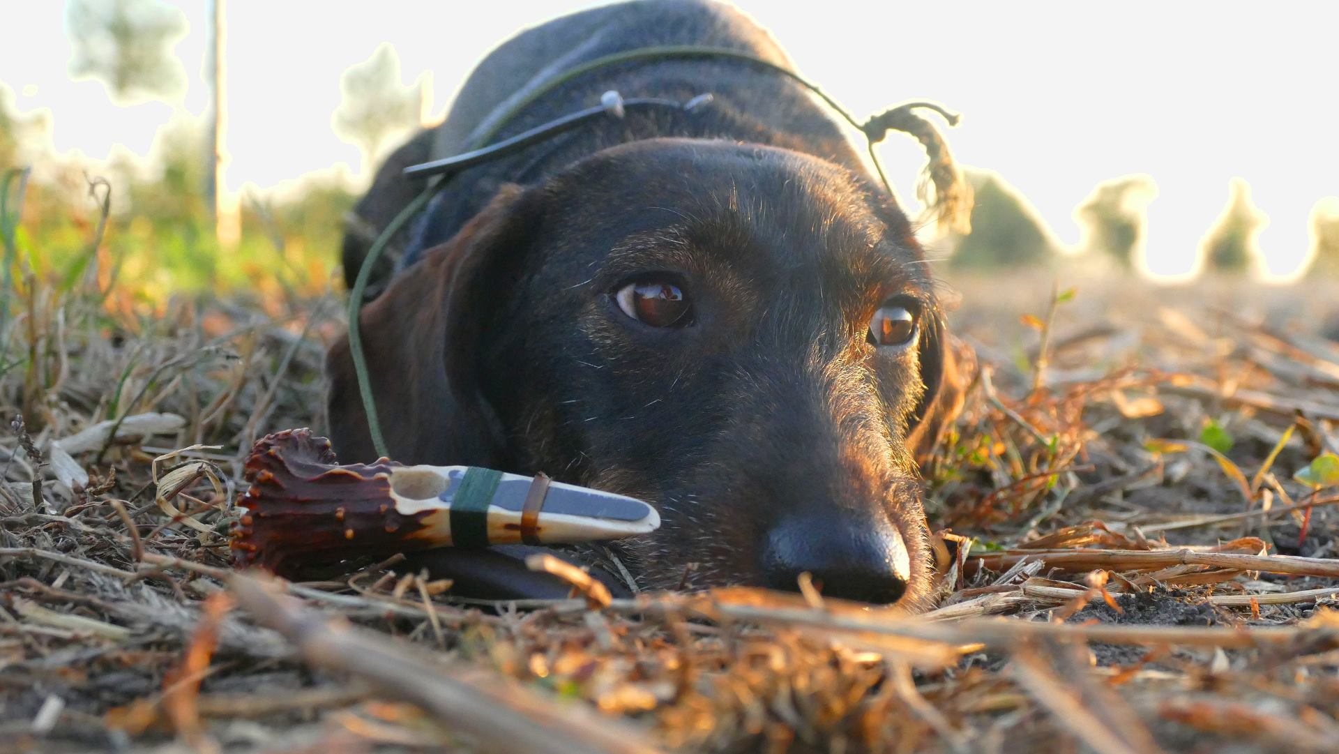bockjagd: Test zur Blattjagd: Pirschfreund Tom von Jäger TV erprobte 3 Rehblatter