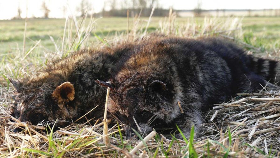 Fallenjagd auf Fuchs, Marder und Waschbär mit Tom von Jäger TV Zwei bei der Fallenjagd erlegte Waschbären