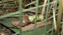 Fallenjagd auf Fuchs, Marder und Waschbär mit Tom von Jäger TV Weintrauben und Nutella als Köder auf Auflöser einer Lebendfalle bei der Fallenjagd