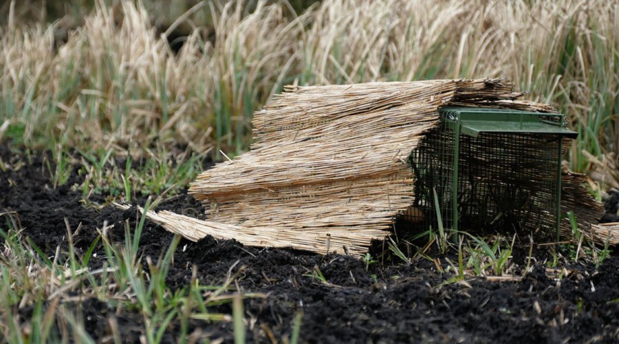Fallenjagd auf Fuchs, Marder und Waschbär mit Tom von Jäger TV Präparierte Lebendfalle von Weitem