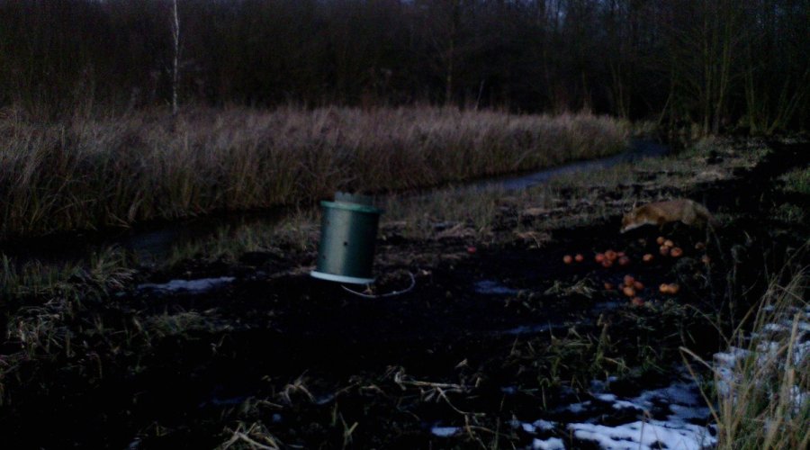 Fallenjagd auf Fuchs, Marder und Waschbär mit Tom von Jäger TV Fuchs zieht an Kirrung um Mäuse zu jagen