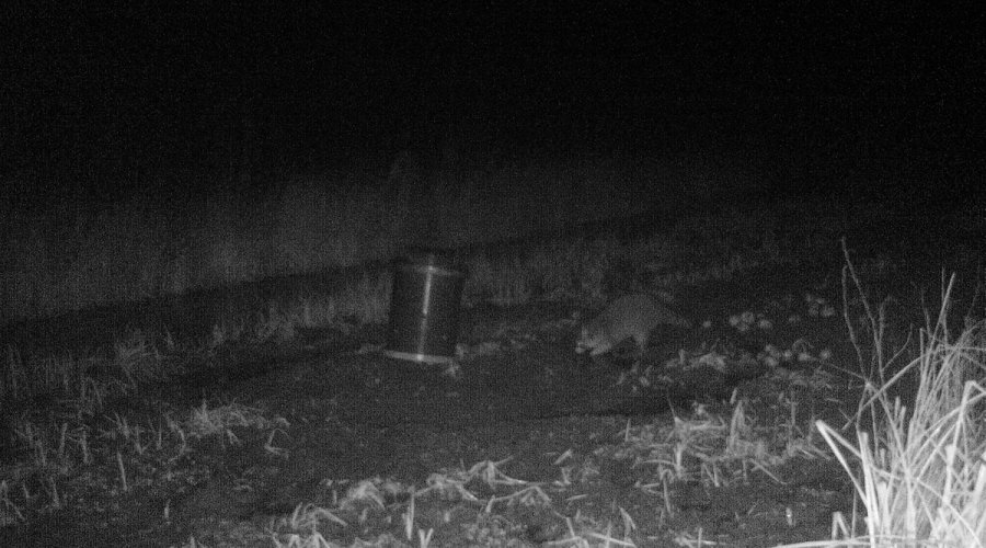 Fallenjagd auf Fuchs, Marder und Waschbär mit Tom von Jäger TV im Winter an Kirrung gezogener Waschbär