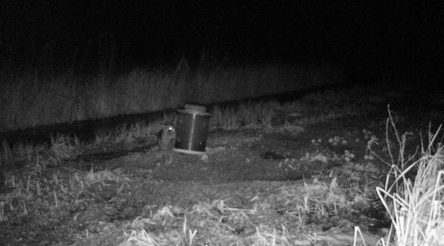 Fallenjagd auf Fuchs, Marder und Waschbär mit Tom von Jäger TV Waschbär nimmt Kirrgut auf