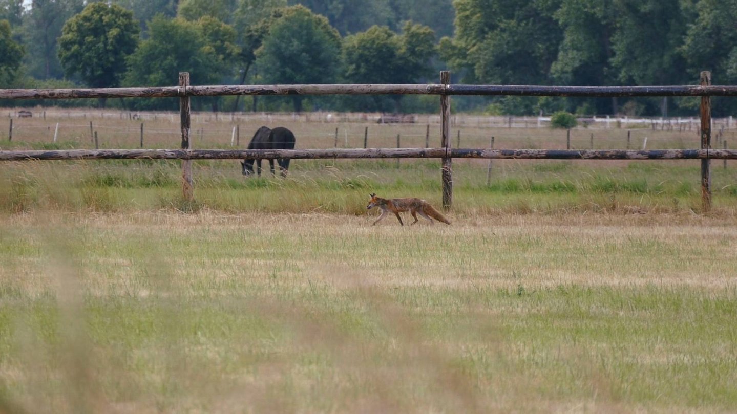 Tom unterwegs auf Fuchsjagd Fuchs auf Wiese