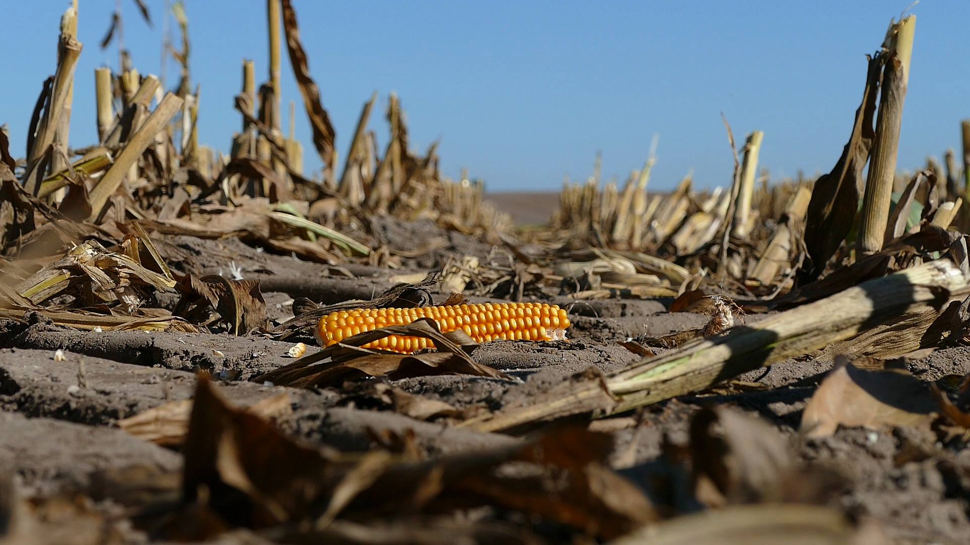 jagd-news: Wildschweinjagd bei der Maisernte mit Tom von Jäger TV