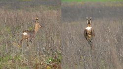 Jagd im Mai bei Freunden mit Tom von Jäger TV Sichtung eines jungen Sechser Bockes