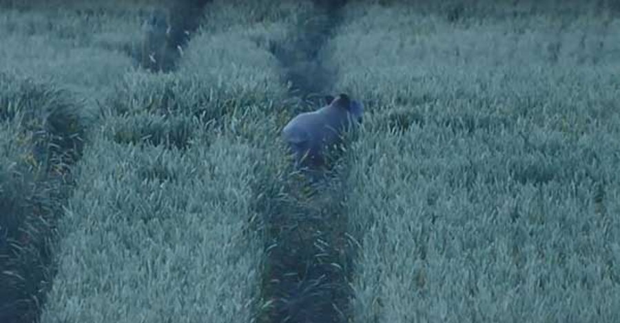 Weizenschwein zieht auf freie Fahrspur in Weizenfeld