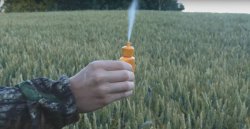 Jäger testet bei der Pirschjagd auf Weizenschweine den Wind