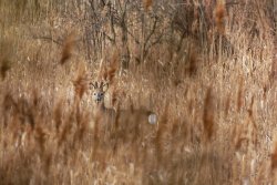 Rehbock streift durch das Schilf.