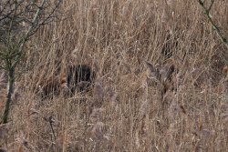 Sauen verstecken sich im Schilf